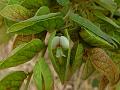 Wild Hops